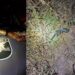 Com maconha e skank, homem troca de tiros com PM em abordagem e morre em Ladário