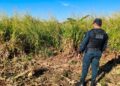 Corpo em decomposição é encontrado ao lado de plantação de milho em Dourados
