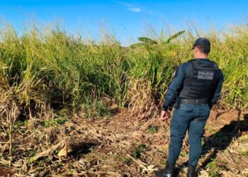 Corpo em decomposição é encontrado ao lado de plantação de milho em Dourados