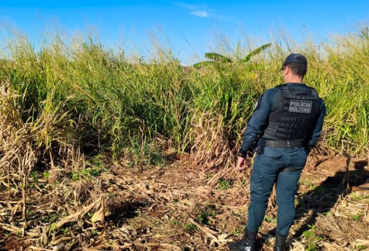 Corpo em decomposição é encontrado ao lado de plantação de milho em Dourados