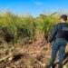 Corpo em decomposição é encontrado ao lado de plantação de milho em Dourados