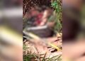 Mulher identificada como Raquel é encontrada morta decapitada na fronteira