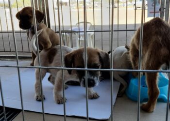 Arrecadação de doações e feiras de adoção responsável mobilizam apoio a ONGs de proteção animal em CG e Dourados