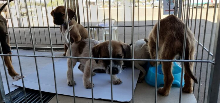 Arrecadação de doações e feiras de adoção responsável mobilizam apoio a ONGs de proteção animal em CG e Dourados