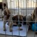 Arrecadação de doações e feiras de adoção responsável mobilizam apoio a ONGs de proteção animal em CG e Dourados