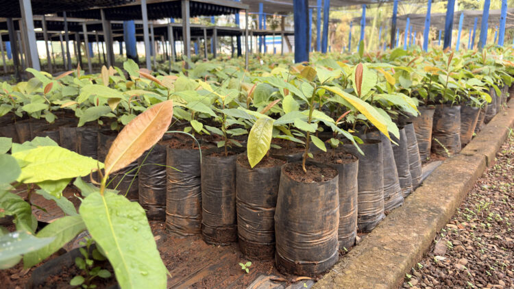 Entre sementes e florestas: há 40 anos, viveirista transforma coleta em recuperação da biodiversidade sul-mato-grossense