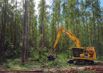 Suzano abre 77 vagas de trainee para o setor florestal em quatro municípios de MS