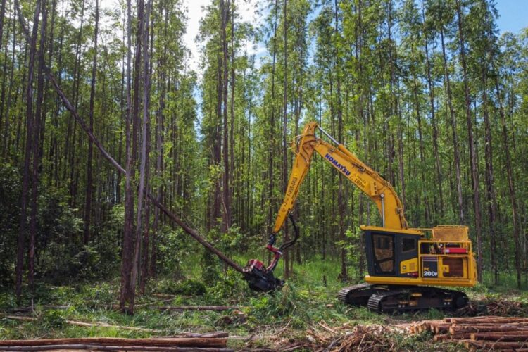 Suzano abre 77 vagas de trainee para o setor florestal em quatro municípios de MS