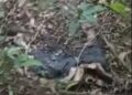 Mulher procura ervas medicinais em mata e encontra corpo em decomposição em Ponta Porã
