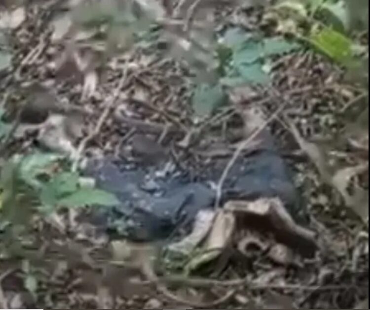 Mulher procura ervas medicinais em mata e encontra corpo em decomposição em Ponta Porã