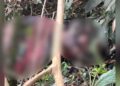 Capataz de fazenda encontra corpo em decomposição na cidade de Caarapó