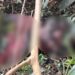 Capataz de fazenda encontra corpo em decomposição na cidade de Caarapó