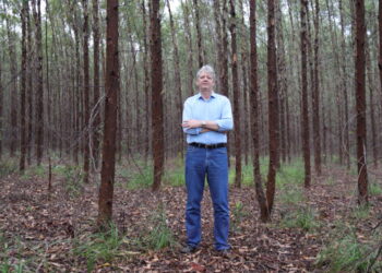 Jaime Verruck ressalta dimensão da produção florestal de MS, comprovada em pesquisa do IBGE