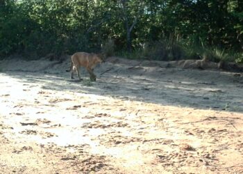 Anta, lobo-guará e onça-parda encontram refúgio em reserva natural mantida em MS