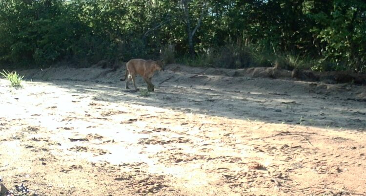 Anta, lobo-guará e onça-parda encontram refúgio em reserva natural mantida em MS