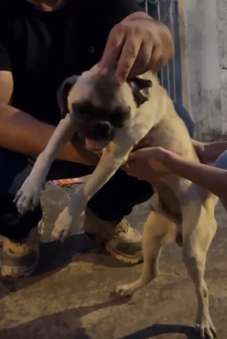 VÍDEO: Mulher é presa por agredir cachorro infestado de carrapatos em Aquidauana