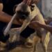 VÍDEO: Mulher é presa por agredir cachorro infestado de carrapatos em Aquidauana