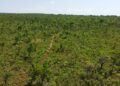 Área da Suzano em Ribas ganha nova reserva de proteção permanente ao Cerrado