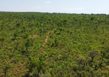 Área da Suzano em Ribas ganha nova reserva de proteção permanente ao Cerrado