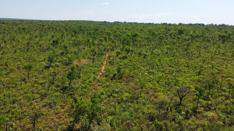 Área da Suzano em Ribas ganha nova reserva de proteção permanente ao Cerrado