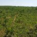 Área da Suzano em Ribas ganha nova reserva de proteção permanente ao Cerrado