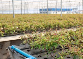 Mutirão da Suzano oferece 15 vagas para ajudante de viveiro em Ribas do Rio Pardo