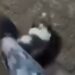 Mulher é presa em Aquidauana por chutar cachorrinho e debochar de delegado