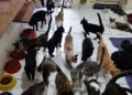 Ong precisa de ajuda para quitar dívidas veterinárias de mais de 300 gatos em CG