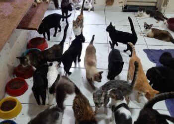 Ong precisa de ajuda para quitar dívidas veterinárias de mais de 300 gatos em CG