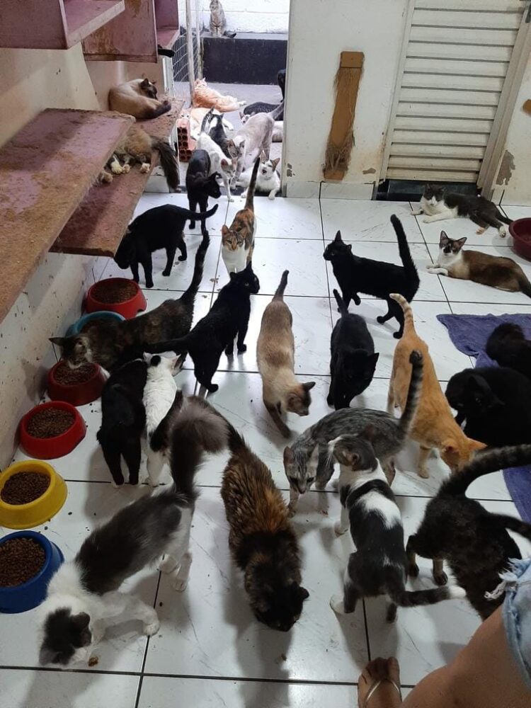 Ong precisa de ajuda para quitar dívidas veterinárias de mais de 300 gatos em CG