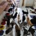 Ong precisa de ajuda para quitar dívidas veterinárias de mais de 300 gatos em CG