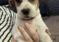 Feira de adoção terá gatinhos e cachorrinhos à procura de um lar neste sábado em CG