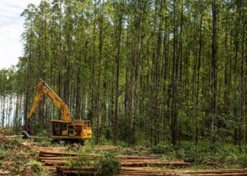 Suzano abre 15 oportunidades de trabalho na área florestal em Ribas e Três Lagoas