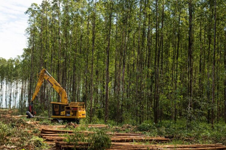 Suzano abre 15 oportunidades de trabalho na área florestal em Ribas e Três Lagoas