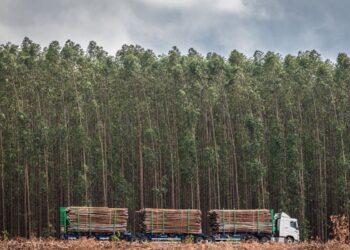Suzano recebe inscrições para 12 vagas de emprego em Ribas e Três Lagoas