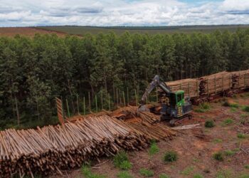 Suzano abre 12 vagas de emprego em Ribas do Rio Pardo, Três Lagoas e Bataguassu