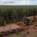 Suzano abre 12 vagas de emprego em Ribas do Rio Pardo, Três Lagoas e Bataguassu