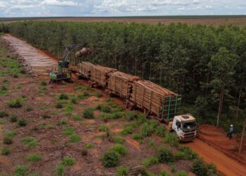 Suzano abre 18 vagas de trabalho em Bataguassu, Ribas do Rio Pardo e Três Lagoas