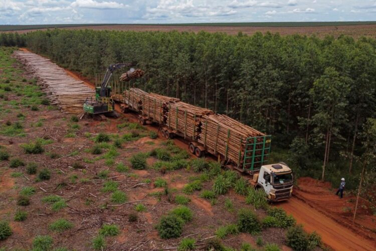 Suzano abre 18 vagas de trabalho em Bataguassu, Ribas do Rio Pardo e Três Lagoas