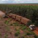 Suzano abre 18 vagas de trabalho em Bataguassu, Ribas do Rio Pardo e Três Lagoas