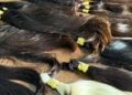 Paraguaio é preso em CG com 159 mechas de cabelo humano contrabandeadas