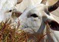 Carne brasileira passa a pagar tarifa de 67% para entrar na China