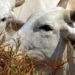 Carne brasileira passa a pagar tarifa de 67% para entrar na China