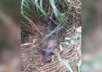 Corpo queimado, sem braços e pernas é encontrado na fronteira e é mistério pra polícia