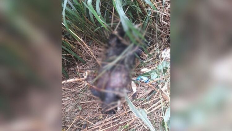 Corpo queimado, sem braços e pernas é encontrado na fronteira e é mistério pra polícia