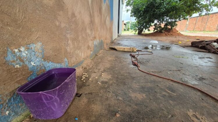 PM mata cachorro a tiros, após o mesmo atacar outros animais e pessoas na Capital