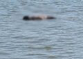 Corpo é encontrado boiando na Lagoa Maior em Três Lagoas