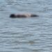 Corpo é encontrado boiando na Lagoa Maior em Três Lagoas